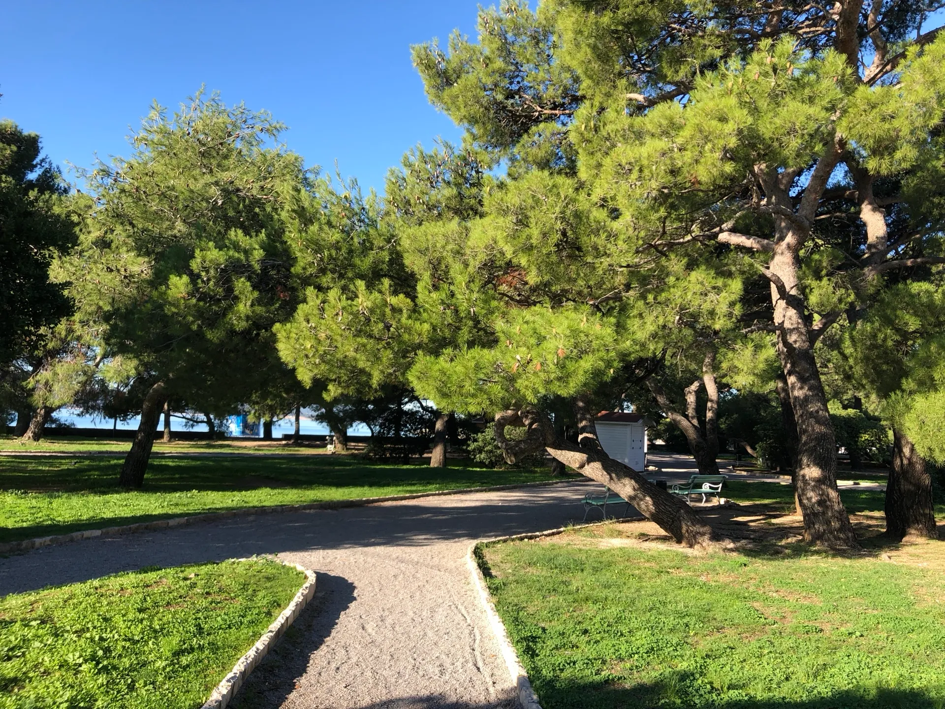 Shaded pine park beside the coast in Crikvenica