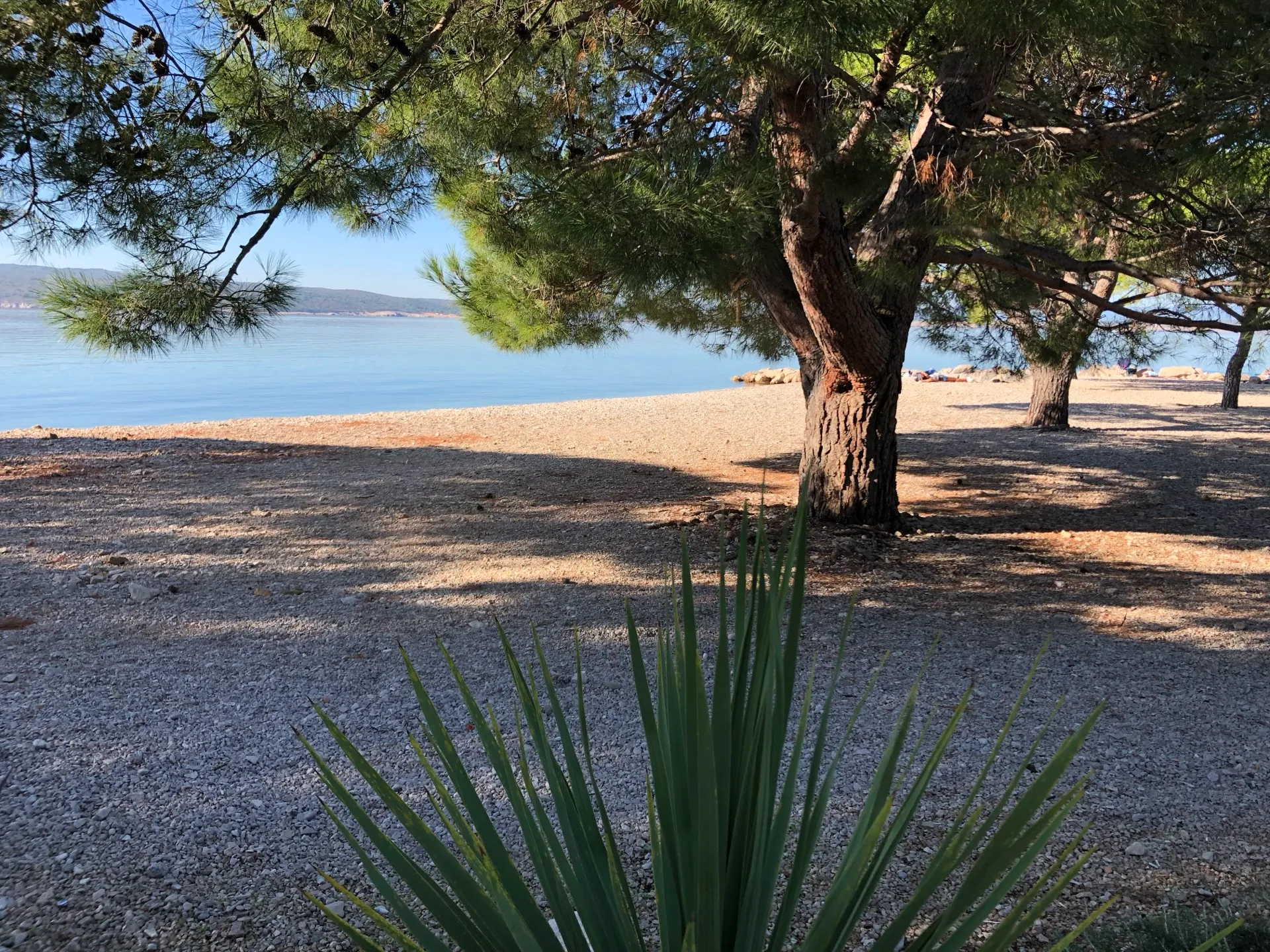Pebble beach under mature pine trees in Crikvenica